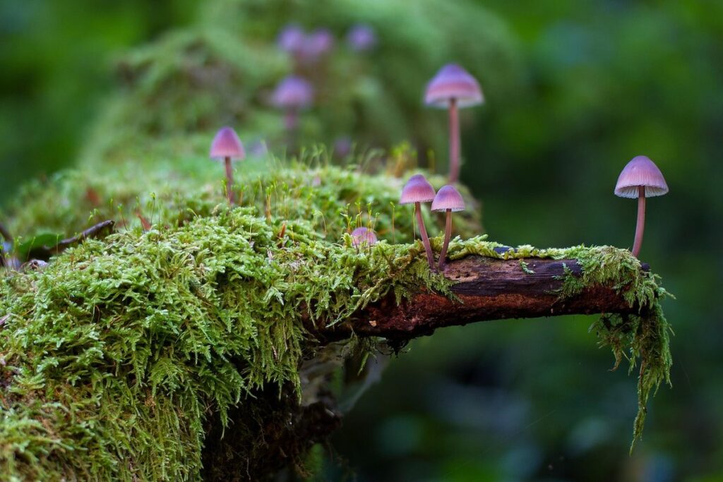 tree lichen