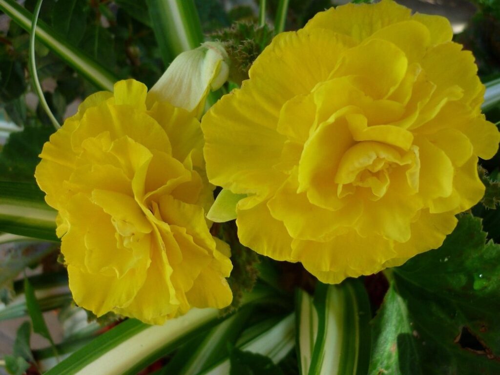 when to plant tuberous begonias