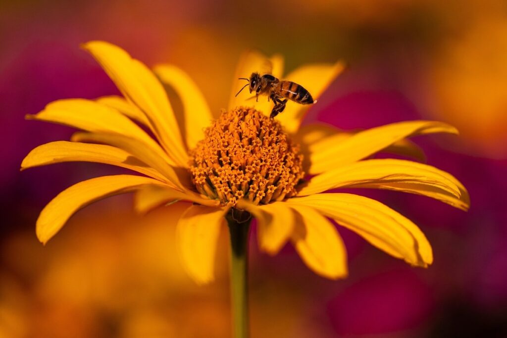 types of echinacea