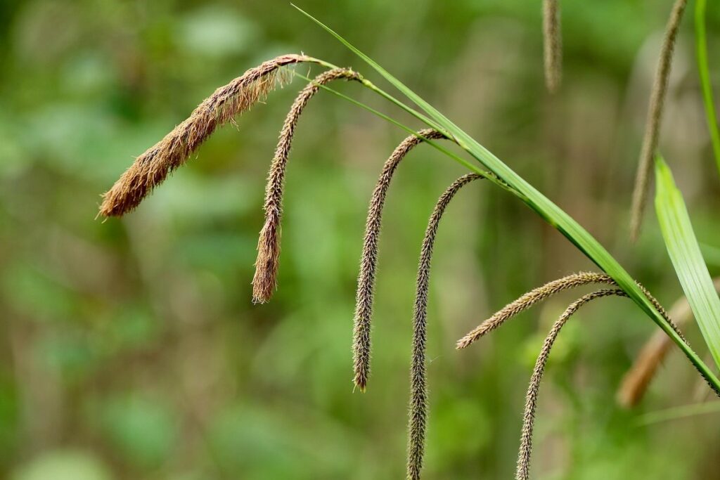 umbrella sedge
