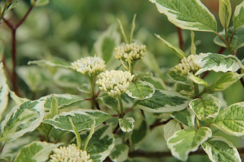 variegated leaf shrubs