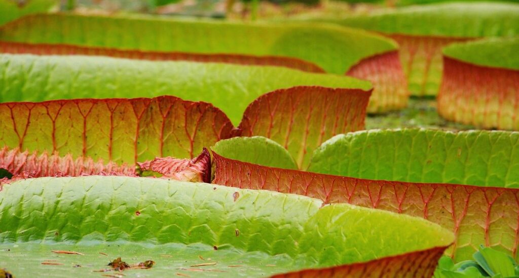 giant water lilies victoria amazonica