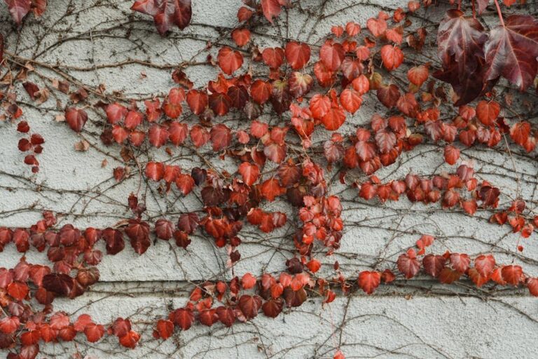 virginia creeper uk problems