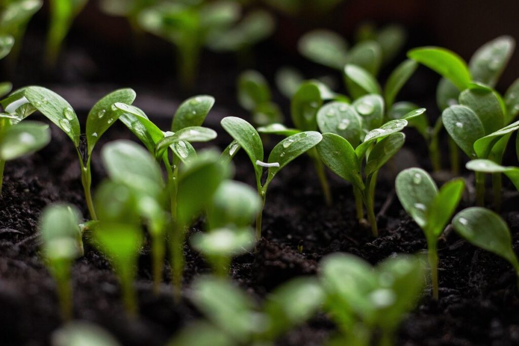 good plants for wet soil