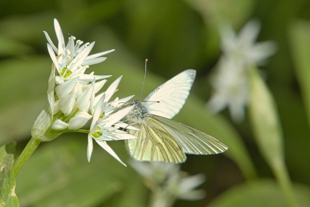 why is wild garlic illegal