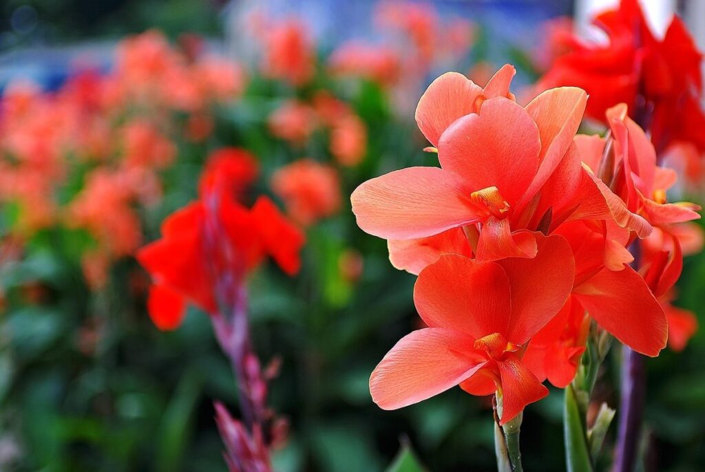 wild gladioli