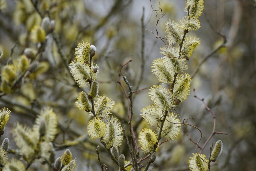 dappled willow bush pruning