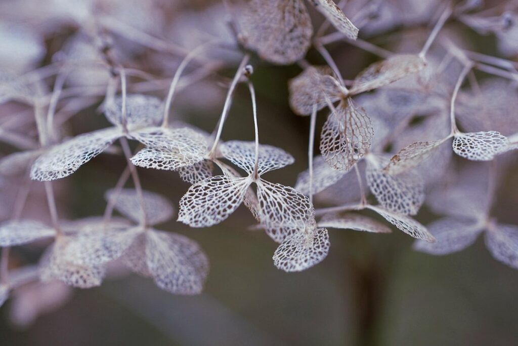 winter prune hydrangea
