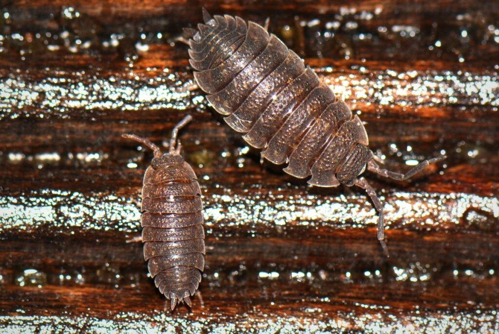 what do woodlice eat