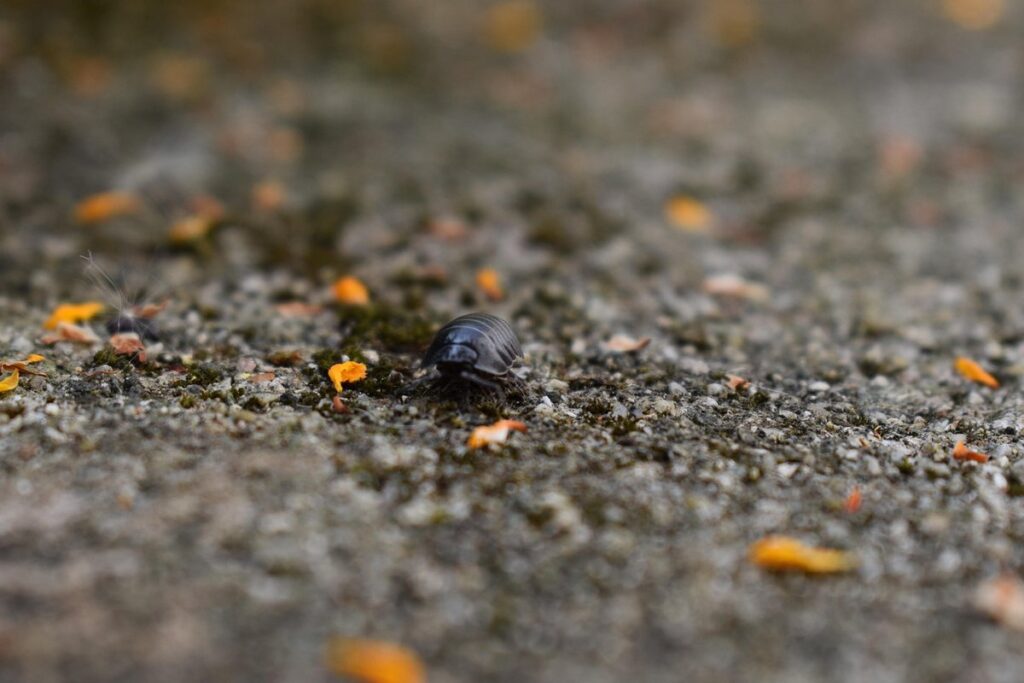 woodlouse diet