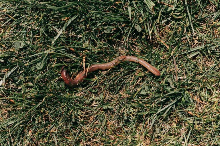 worm casts on grass