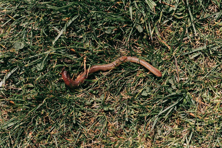 Worm casts on grass -> Worm cast