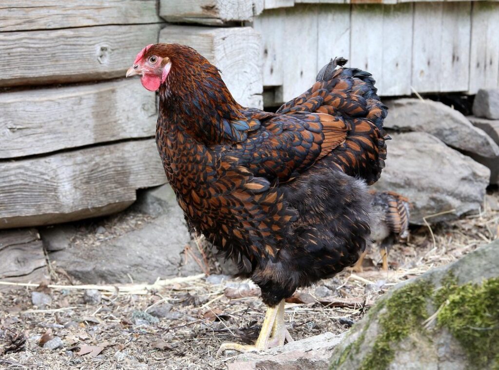 wyandotte chickens for dual-purpose garden ecosystems