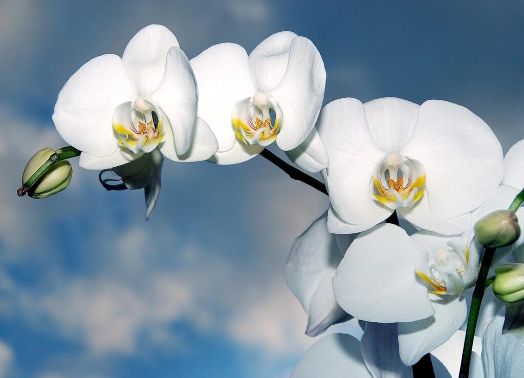 xmas flower name