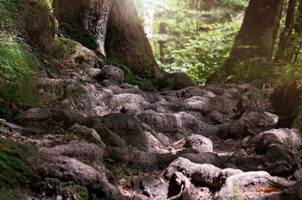 xmas tree roots