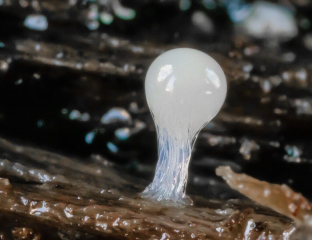 yellow slime mould
