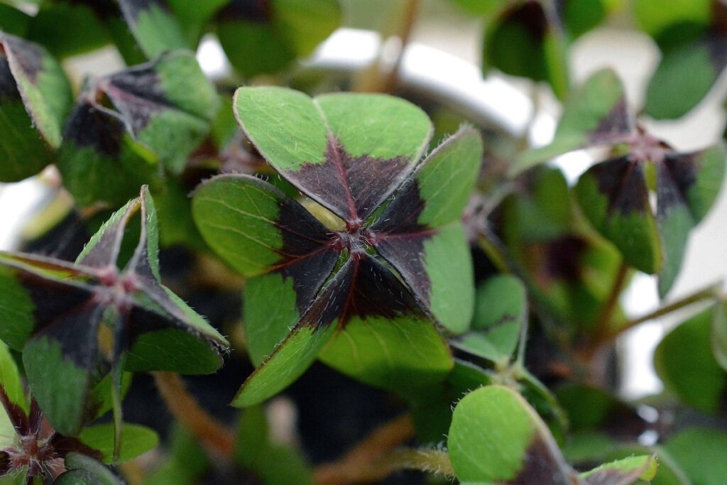 4 leaf clover plant care