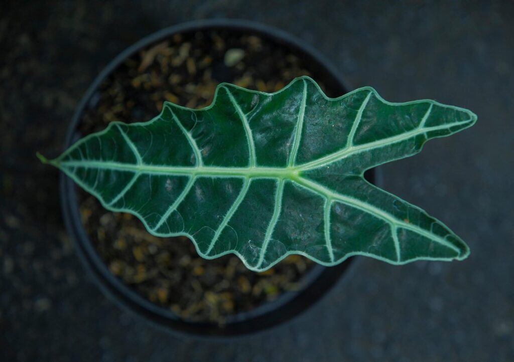 alocasia care