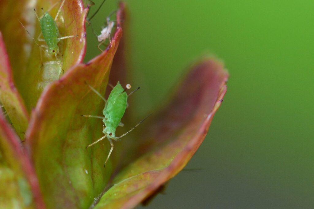 how to control aphids on roses