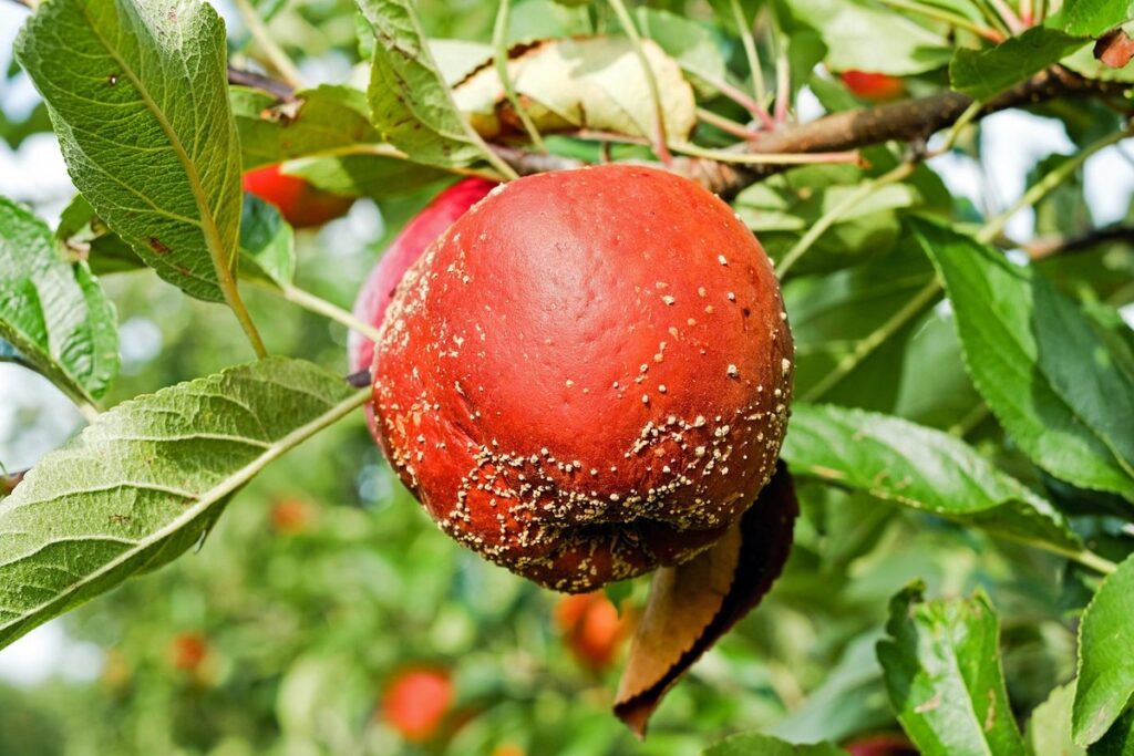 apple tree disease identification