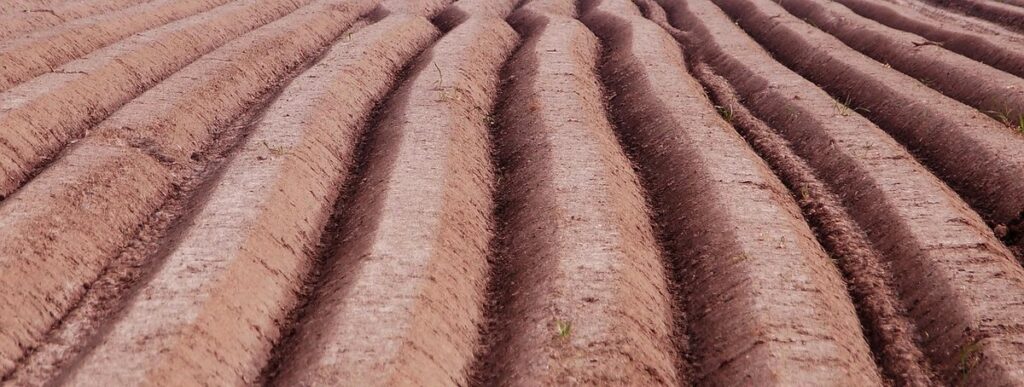 starting an asparagus bed