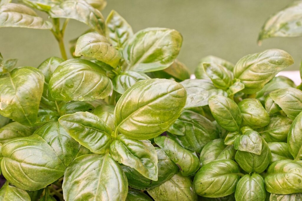how to grow basil