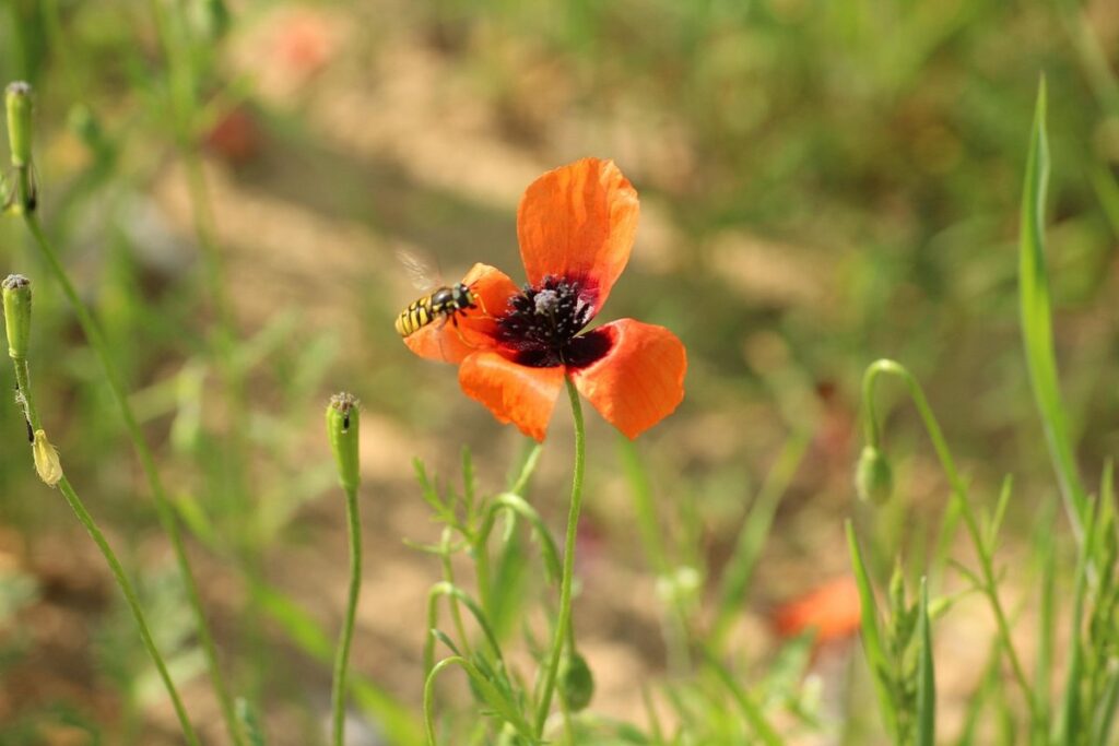 bee flower seeds