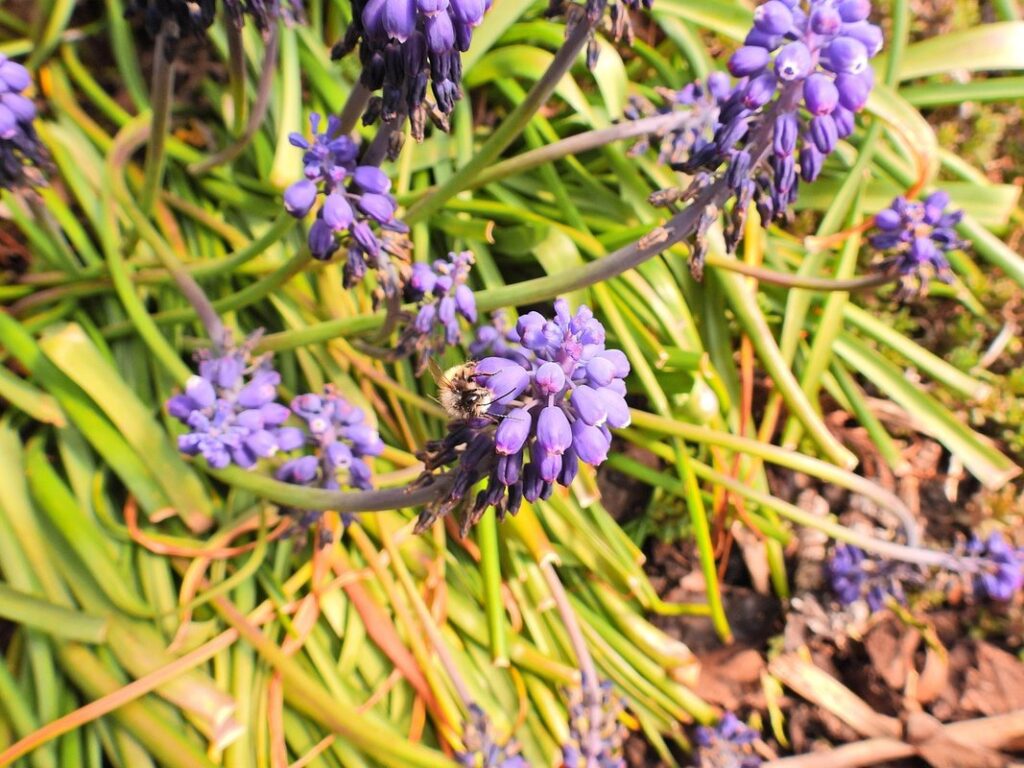 plants that don't attract bees