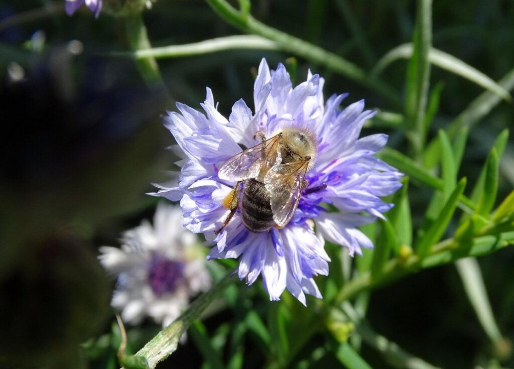 bee friendly perennials