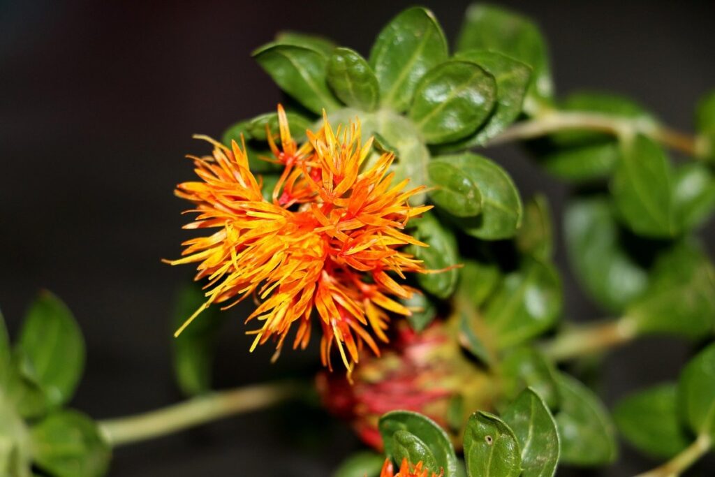 bee friendly wildflowers