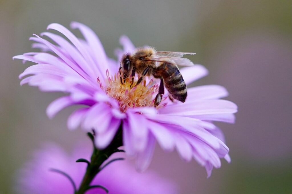plants and bees