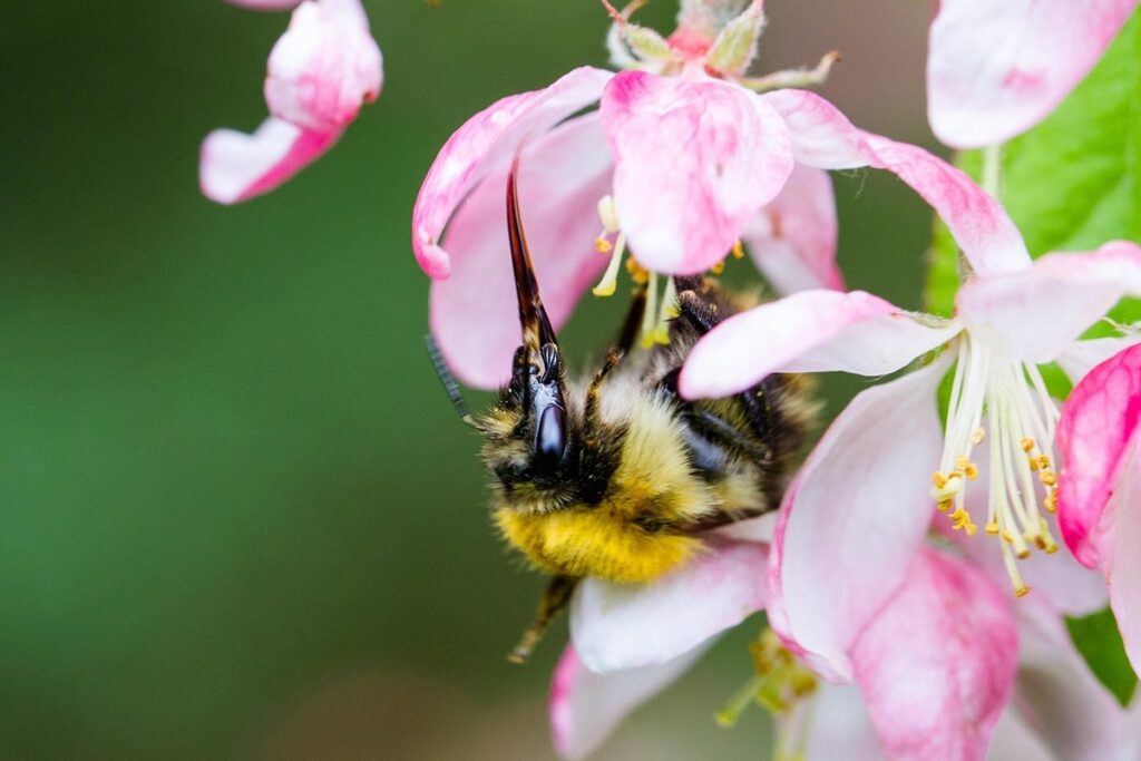 best flowers for bees uk