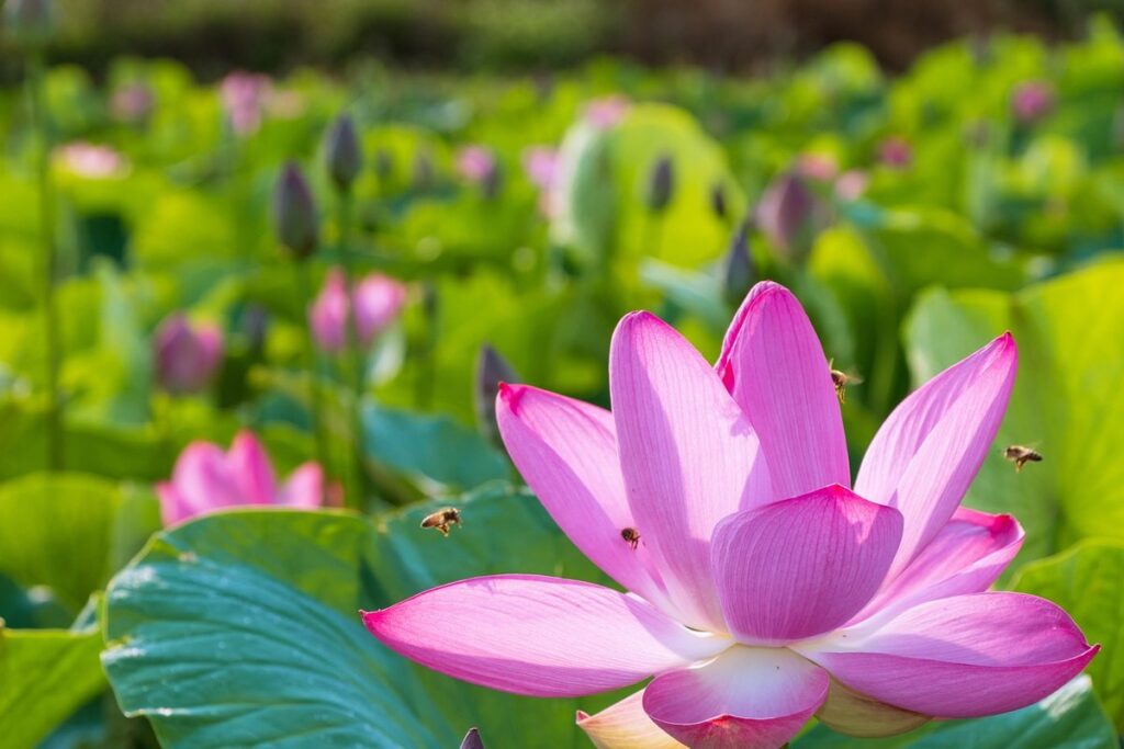 do bees like hibiscus flowers