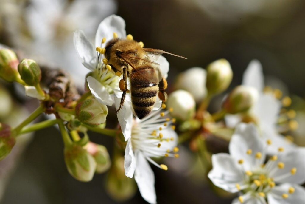 Bees collecting nectar