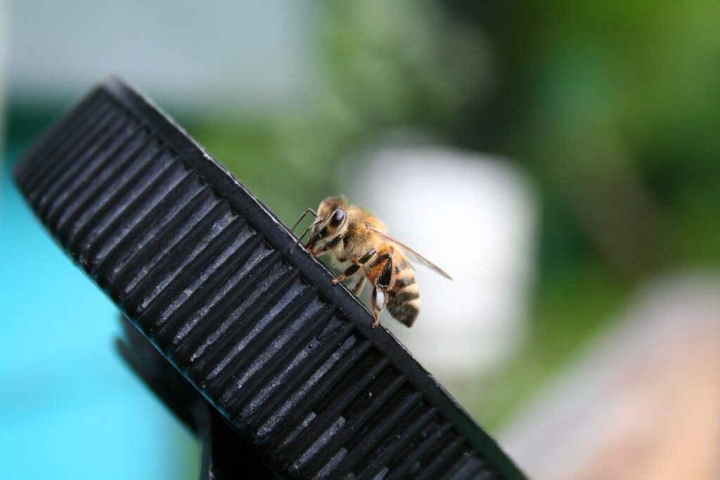 are bees attracted to flowers