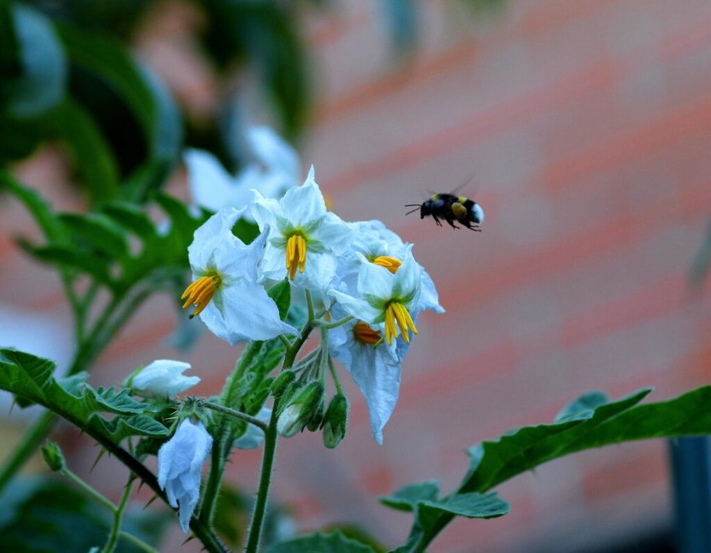 will bees pollinate tomatoes