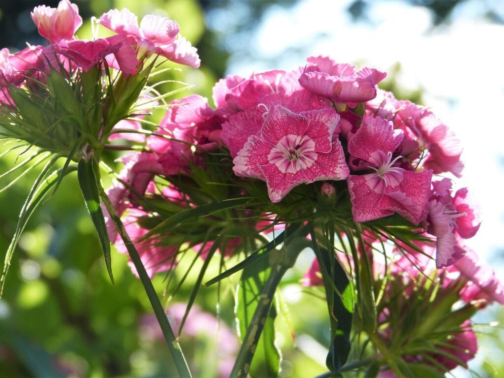 flowers that don't attract bees