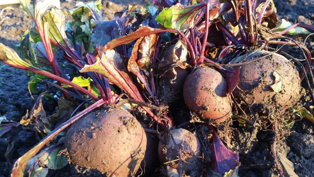 beetroot growing guide