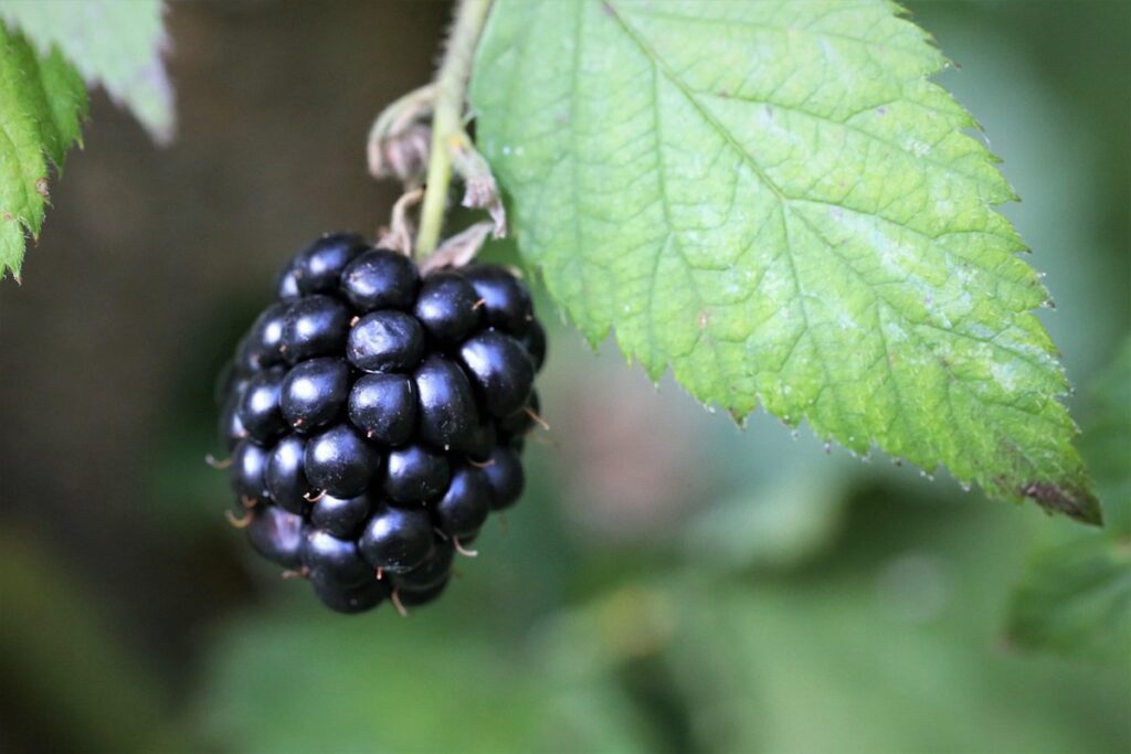 how to grow blackberries