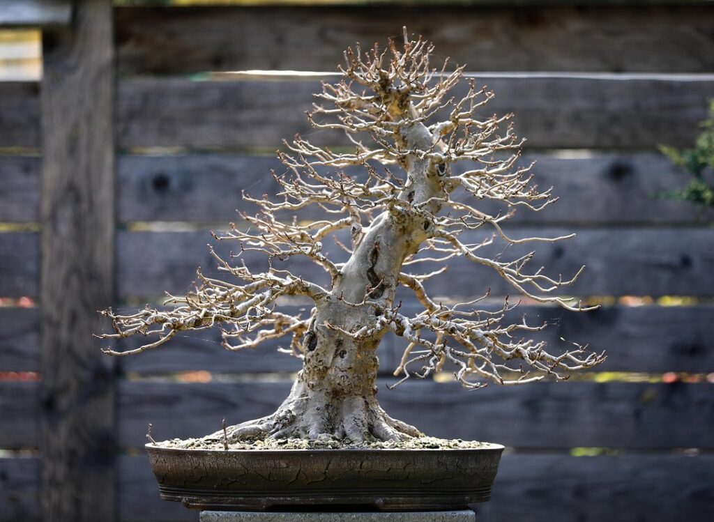 bonsai pruning techniques