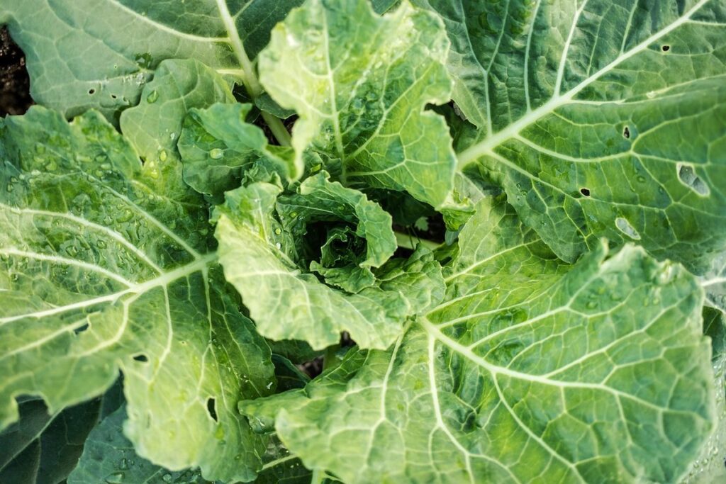 cabbage worms on brassicas