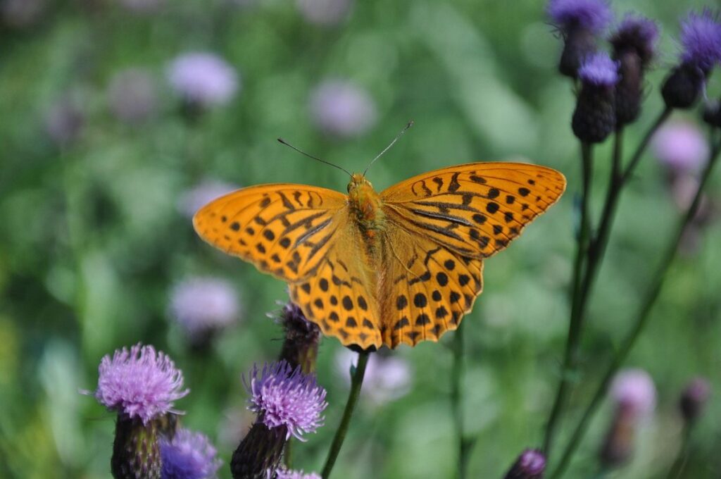 butterfly host plants