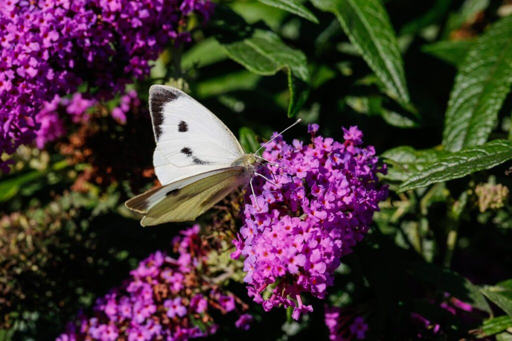 cabbage moth control in vegetable gardens