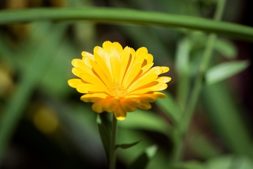 calendula in vegetable garden