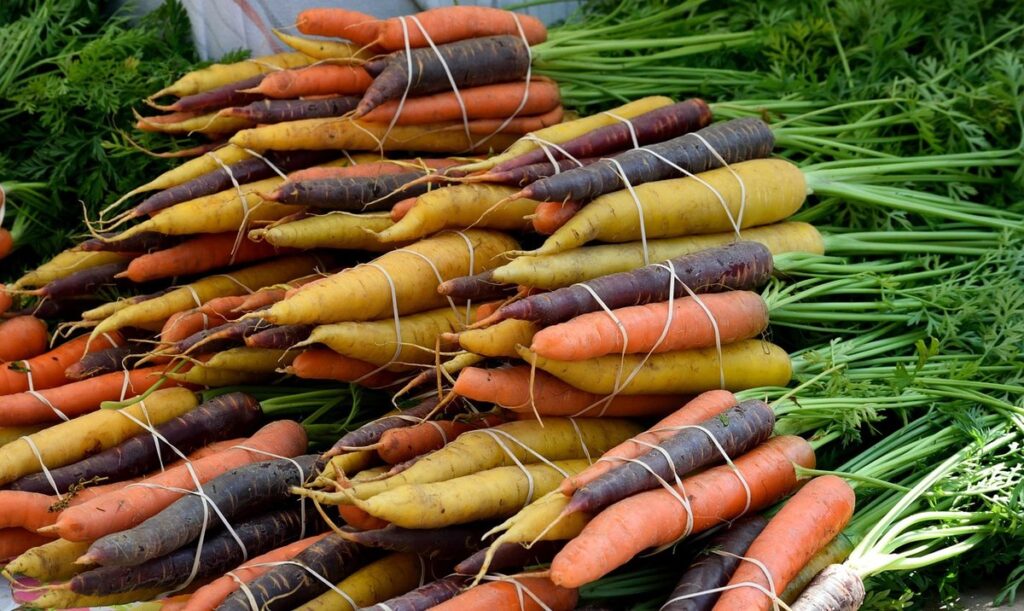 carrots growing in the ground