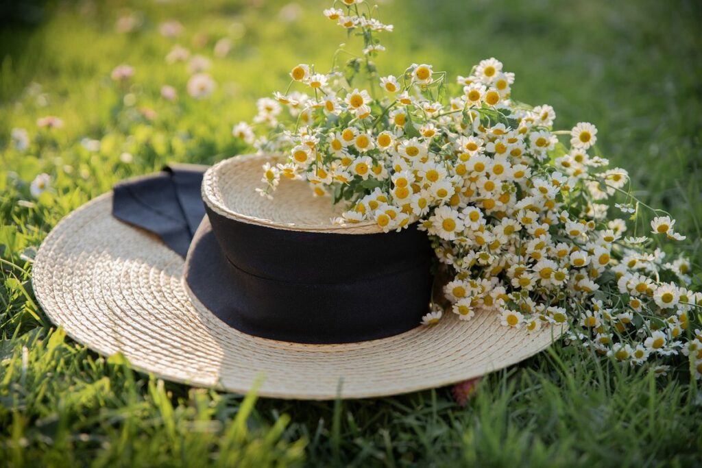 chamomile lawn flowers