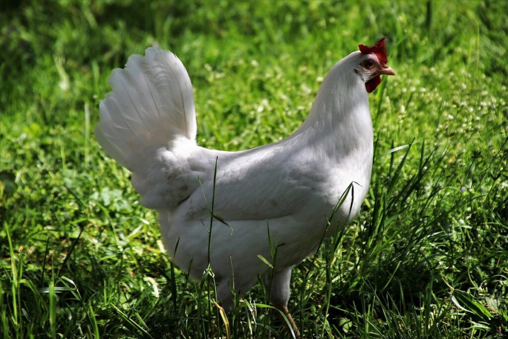chickens in the garden