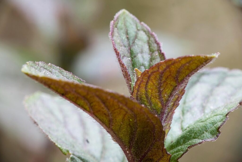 chocolate mint plant care