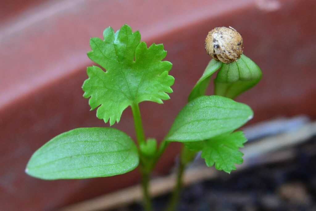 growing cilantro in summer
