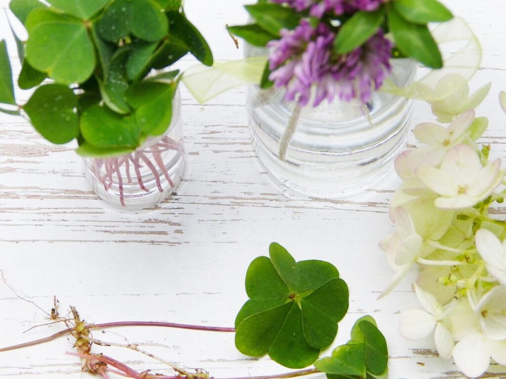 how to care for clover plant